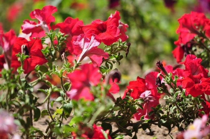 Ужгород буяє квітковим різнобарв’ям – 22