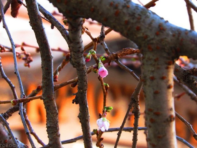 Природна аномалія: у Мукачеві в листопаді зацвіла сакура – 04