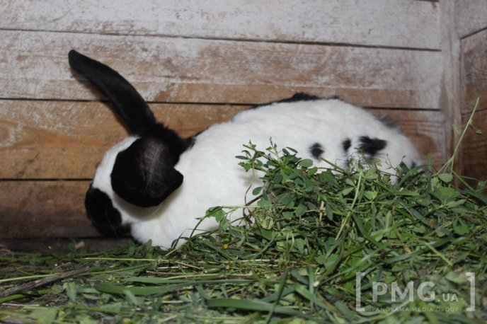 Закарпатець розводить кролів і непогано на цьому заробляє – 15