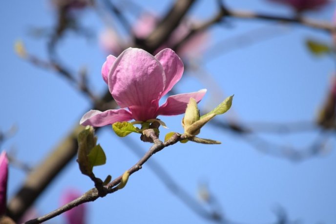 Вишні, магнолії, сакури: із кожним днем в Ужгороді квітне дедалі більше дерев – 12
