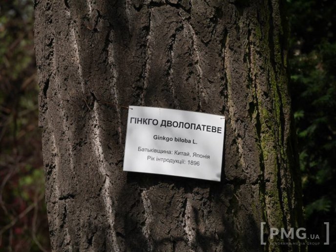 В Ужгороді чиновники посадили два екзотичні дерева – 06