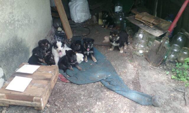 На Донбасі бійці закарпатської 128-ої бригади розвели поросят та цуценят – 04