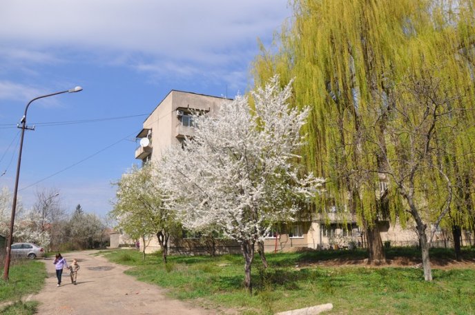 У Мукачеві зацвіли перші сакури та магнолії: місто в очікуванні туристів (ФОТО) – 04 У Мукачеві зацвіли перші сакури та магнолії: місто в очікуванні туристів (ФОТО) – 04