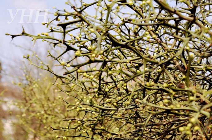 В Ужгороді розквітли дикі лимони – 09