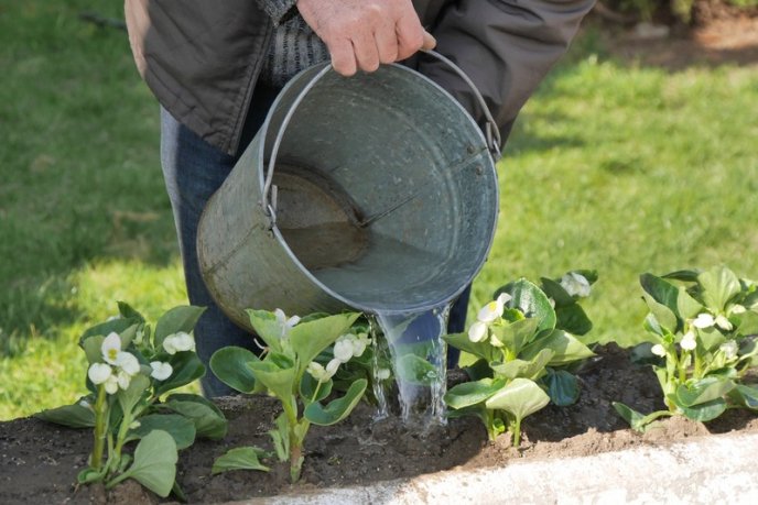 Бегонії, гладіолуси, пеларгонії та півонії: в Ужгороді висаджують сотні квітів – 02