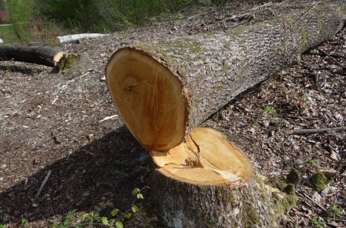 У курортній зоні Шаяна невідомі вирубали більше гектара столітніх дубів – 01