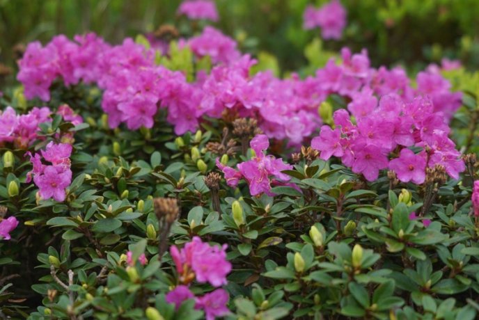 У горах зацвіла червона рута: дивовижні фото – 01