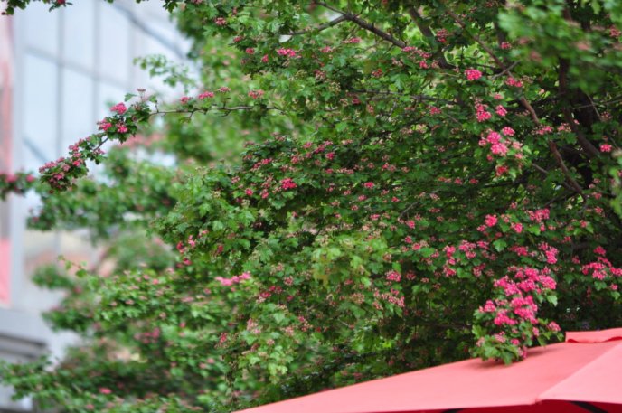 Центр Ужгорода знову стає рожевим: на вулиці Корятовича розквітає глід – 02