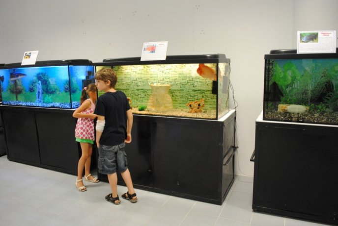 У Мукачеві відкрили виставку риб (ФОТОРЕПОРТАЖ) – 03