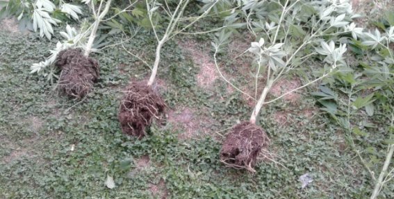 На Мукачівщині правоохоронці виявили плантацію коноплі – 04