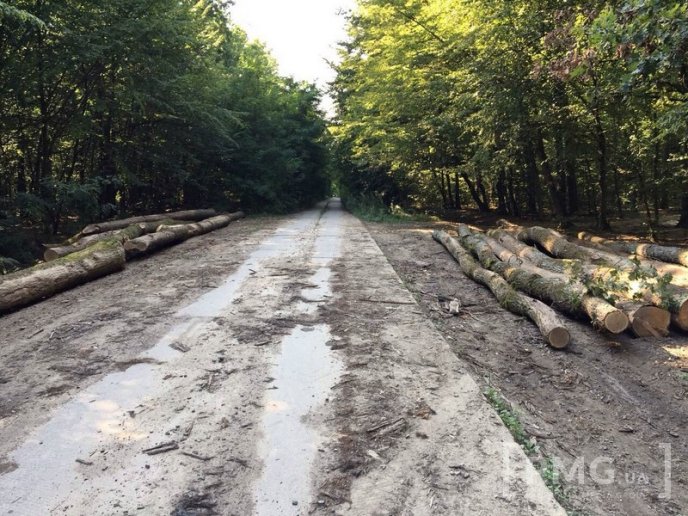 Чергову вирубку лісу виявили у мікрорайоні "Шипка", що у Мукачеві – 07