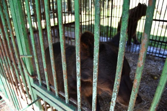 У реабілітаційний центр бурих ведмедів привезли двох нових мешканців – 04 У реабілітаційний центр бурих ведмедів привезли двох нових мешканців – 04