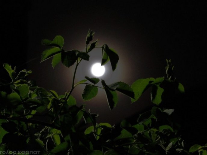 Вночі закарпатці спостерігали унікальне природне явище – 05