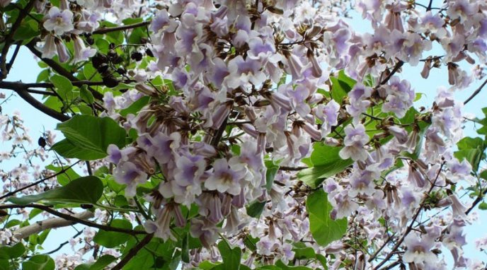 У Мукачеві розквітло Адамове дерево – 05