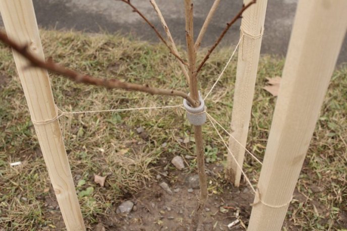 На одній із вулиць Мукачева висадили 37 сакур – 01