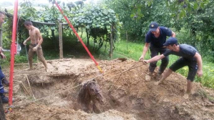 Спецоперація на Виноградівщині: рятувальники діставали із ями коня – 01