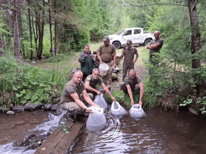 У водойми Карпат випустили 300 тисяч мальків, частину з яких заборонено ловити – 01