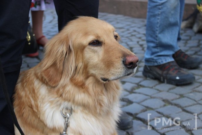 У Мукачеві урочисто відкрили чемпіонат світу зі слідової роботи службових собак – 21