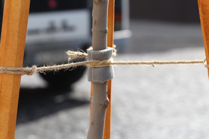 Мерія Мукачева показала кленову алею, висаджену на місці зрізаних дерев на вулиці Духновича – 01