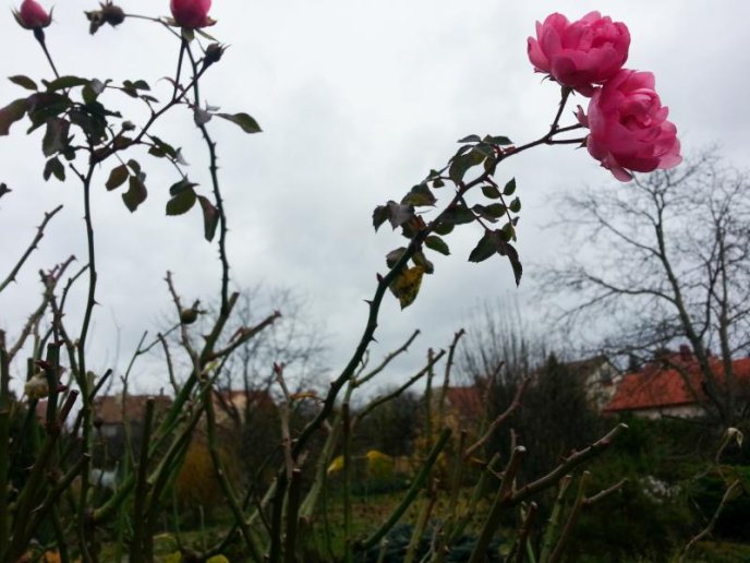 Незважаючи на холод, в Ужгороді цвітуть троянди – 01