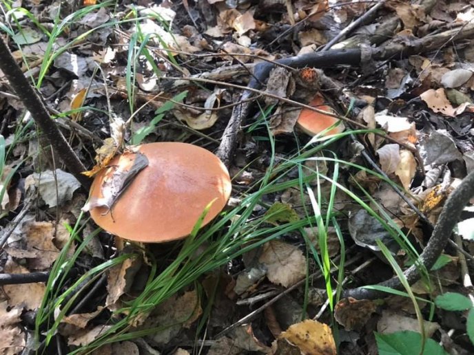 У лісах Закарпаття збирають щедрий грибний урожай – 25