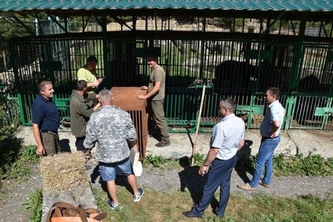 У реабілітаційний центр бурих ведмедів привезли двох нових мешканців – 05 У реабілітаційний центр бурих ведмедів привезли двох нових мешканців – 05