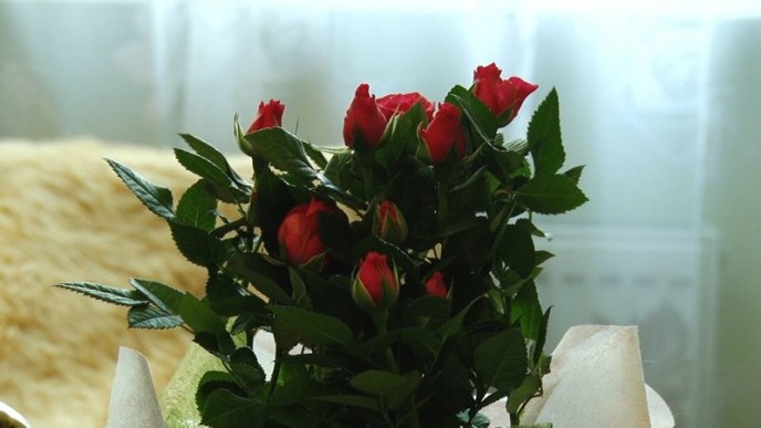 Довгожителька з Перечина Олена Ілляш відсвяткувала 101-й день народження – 05