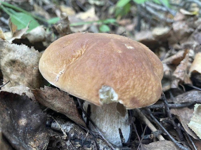 У лісах Закарпаття триває грибний сезон – 07