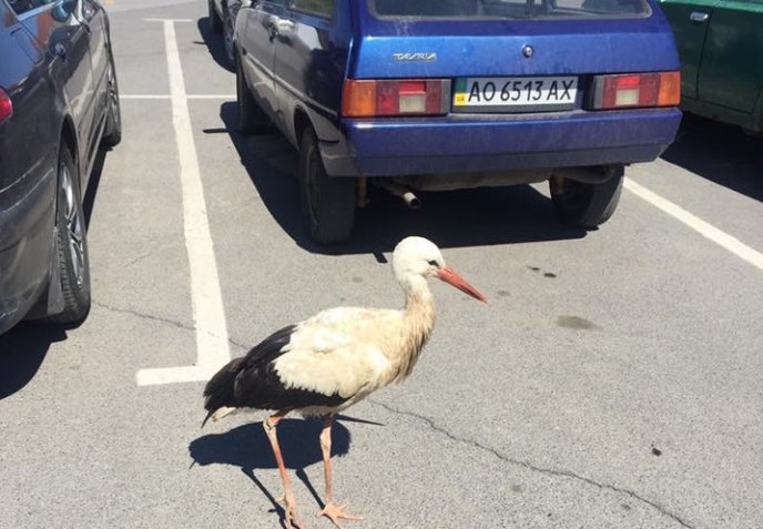 На парковці одного з гіпермаркетів Ужгорода оселився лелека – 01