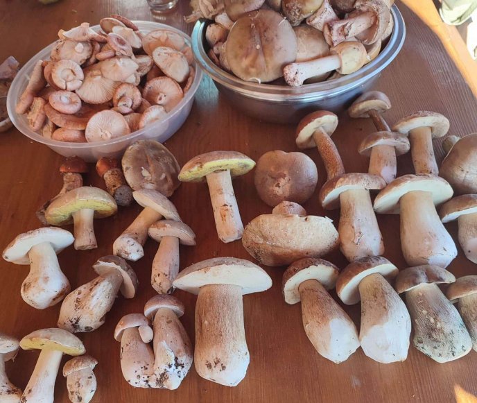 Грибний сезон продовжується: закарпатці діляться своїм «уловом» – 01