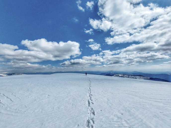 В мережі опублікували фото засніжених крокусів – 05 В мережі опублікували фото засніжених крокусів – 05