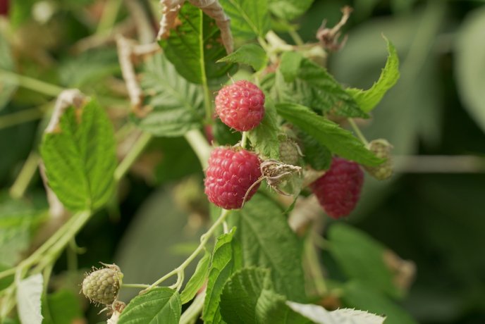 «Солодка» релокація: як на Закарпатті діє сучасна ягідна плантація – 03 «Солодка» релокація: як на Закарпатті діє сучасна ягідна плантація – 03