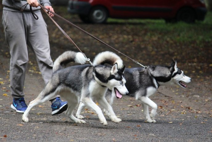В Ужгород привезли понад 150 собак із різних областей України – 05