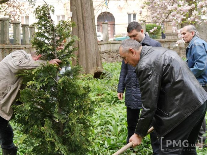В Ужгороді чиновники посадили два екзотичні дерева – 13