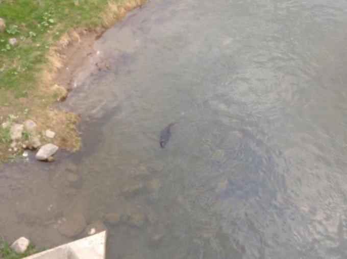 На річці у центрі Ужгорода плавав бобер (ФОТО) – 01