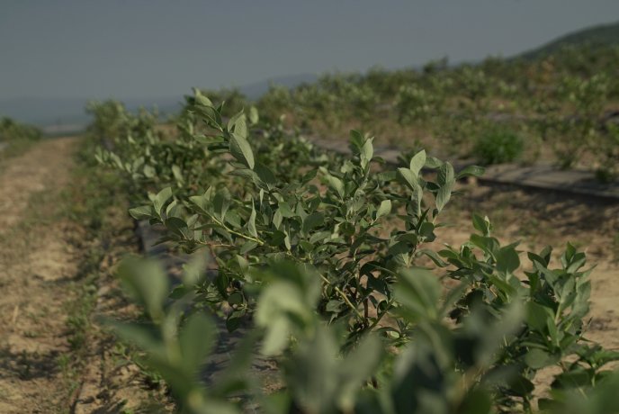 «Солодка» релокація: як на Закарпатті діє сучасна ягідна плантація – 09 «Солодка» релокація: як на Закарпатті діє сучасна ягідна плантація – 09