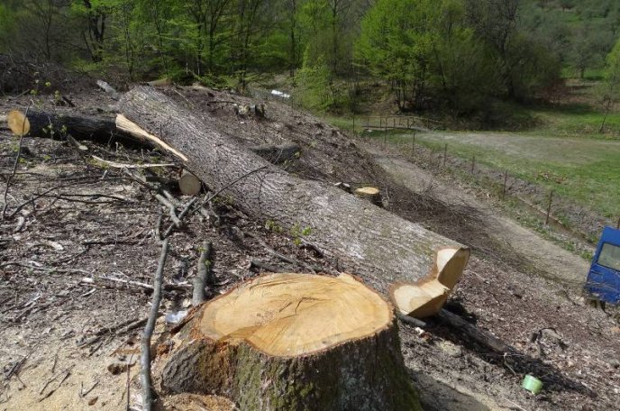 У курортній зоні Шаяна невідомі вирубали більше гектара столітніх дубів – 02