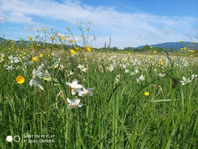 На Закарпатті почали масово квітнути нарциси: як виглядає знаменита Долина – 02