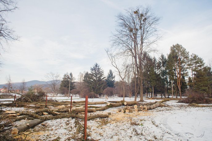 Мукачівці шоковані вирубкою парку "Перемоги" у місті (ФОТО) – 07