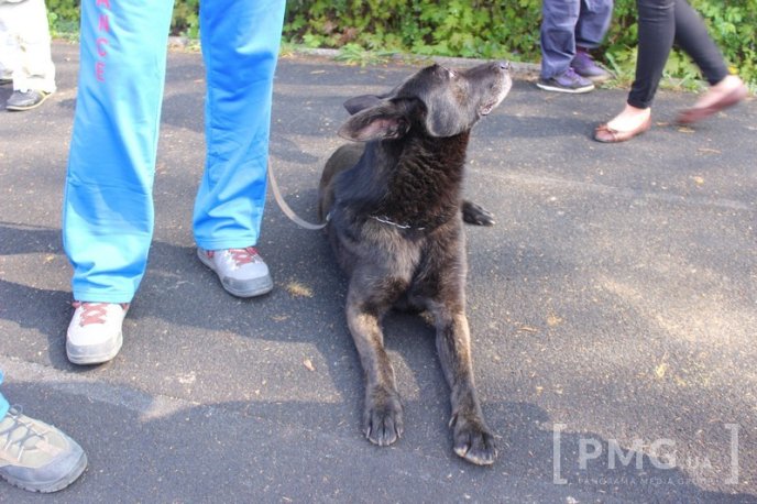 Збірна Франції перемогла на чемпіонаті світу зі слідової роботи службових собак – 30