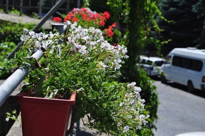 Ужгород буяє квітковим різнобарв’ям – 27