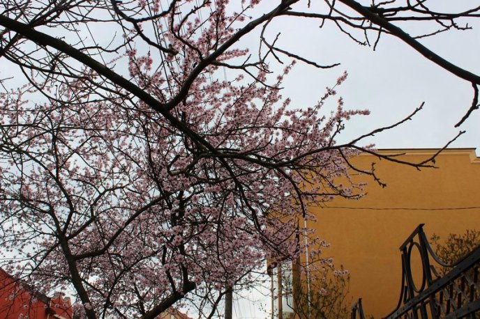 Цвітіння дерев у Мукачеві: краса у центрі міста – 06