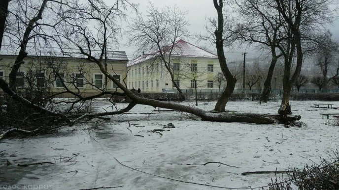 Наслідки негоди у Виноградові: повалені дерева, пошкоджені автомобілі та дах школи – 04
