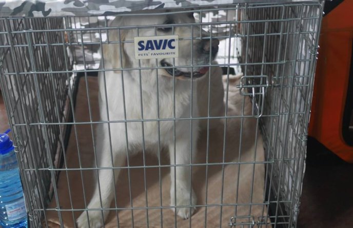 В обласному центрі стартувала міжнародна виставка собак – 10