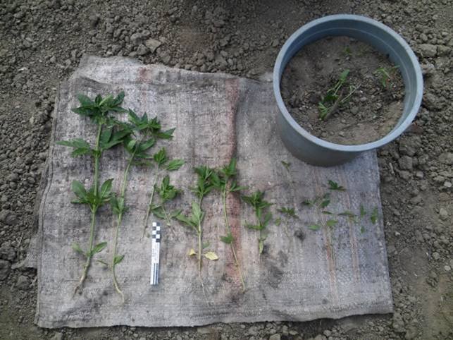 Перечинські поліцейські виявили у мешканки Порошкова нелегальну зброю та наркотики – 02