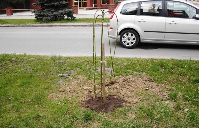 В Ужгороді відбувся загальноміський суботник – 15