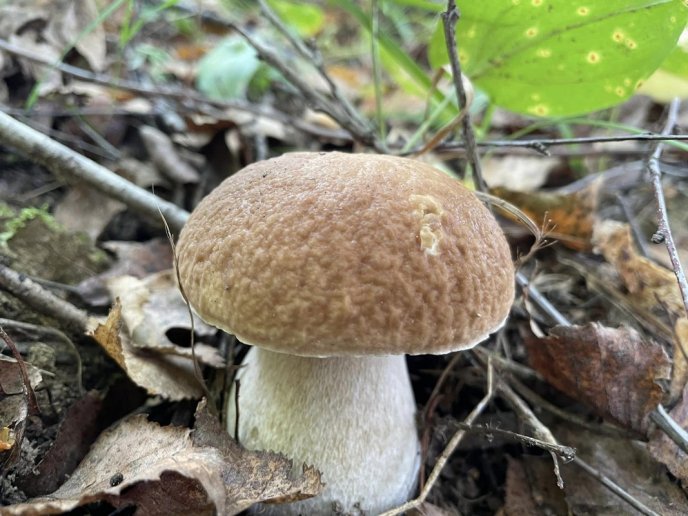 Відомо, де на Закарпатті вже збирають білі гриби – 10