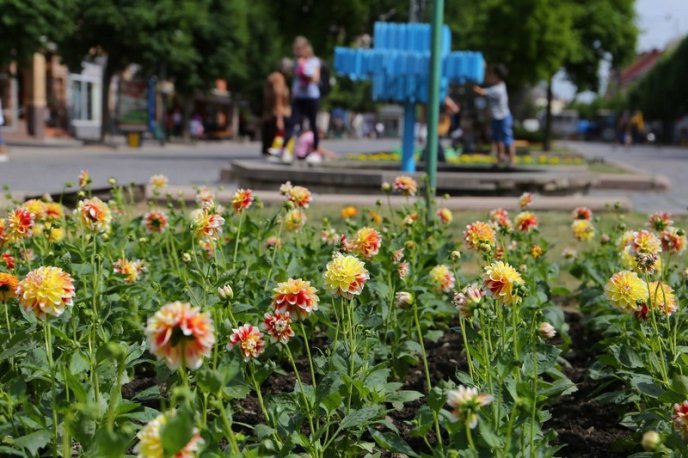 У центрі Мукачева висадили сотні квітів – 07