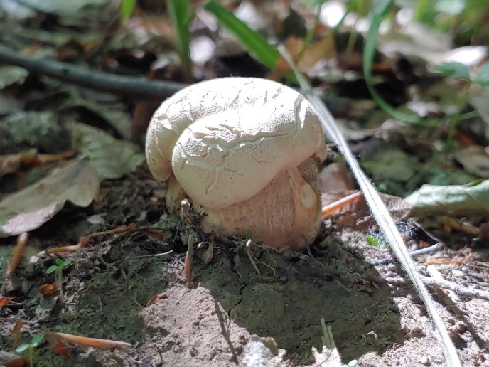 Стартував грибний сезон: закарпатці в соцмережі діляться світлинами знайдених грибів – 06