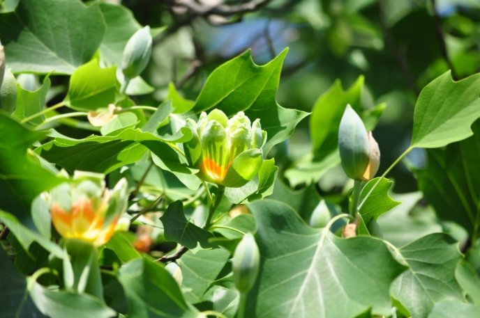 В Ужгороді квітне тюльпанове дерево – 04